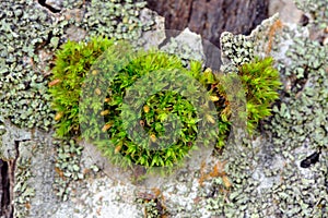 Moss on Tree Bark Close-Up