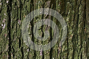 Moss tree bark texture close-up