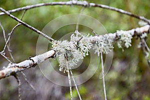 Moss on a tree branch. Green moss on a dead dead tree branch. photo