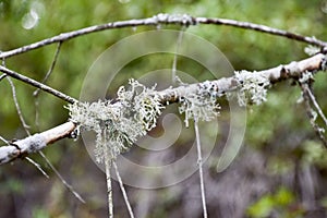 Moss on a tree branch. Green moss on a dead dead tree branch. photo
