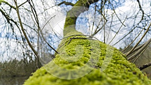 Moss on tree branches