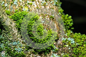 Moss on tree brunch with flash light