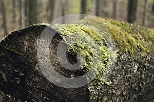 Mecánico sobre el un árbol 