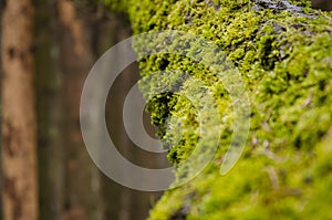 Moss on the tree