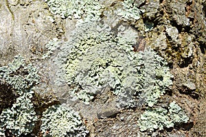 Moss on the tree in the road to the winter station and spa Poiana Brasov.