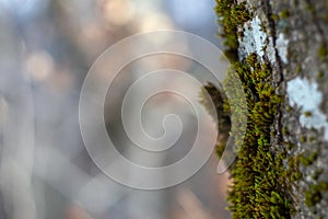 Moss on a tree stump close-up in the forest. Blurred background with highlights. Bryology, botany, ecology, geology, lichenology, photo