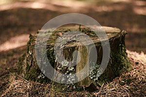 Moss on a tree stump in the forest