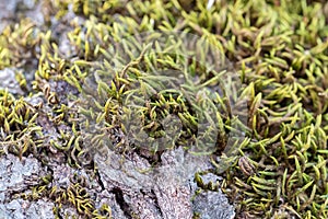 Green moss tree bark trunk closeup macro mossy log wood lichen texture close up grass forest picture image growing detail oak old