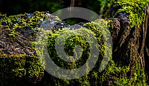 Moss on a Tree Trunk