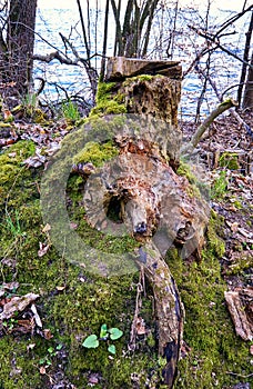 Moss tree trunk in the forest with a lake in the background