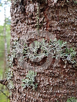 Moss on a tree trunk