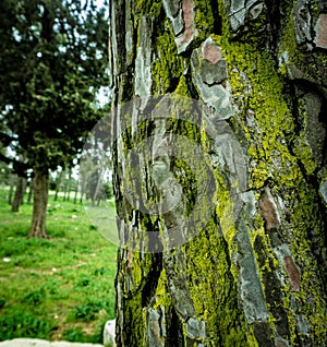 Moss on a tree trunk