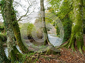 Moss on tree trunks by the River Fowey