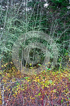 Moss on trees behind fall colored leaves