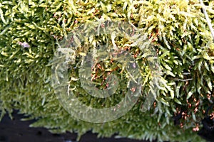 Moss on a treetrunk