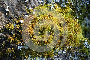 Moss on a treetrunk