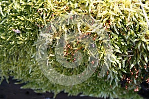 Moss on a treetrunk photo