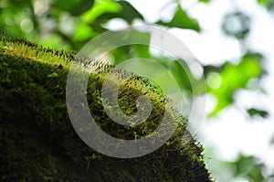 Moss in tropical rain forest photo