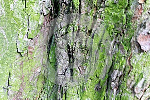 Oak trunk moss photo