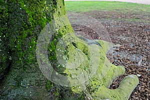 Moss on trunk of tree