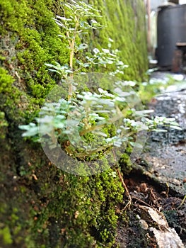 Moss usually grows in damp places such as on the forest floor, on tree trunks, well walls, cliffs, moist bark, or brick surfaces.