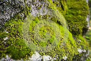 Moss variety on rock wall