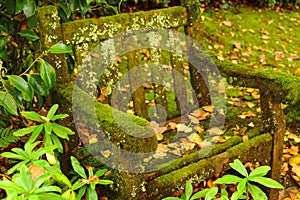 Moss and vegetation covered dirty park bench in garden