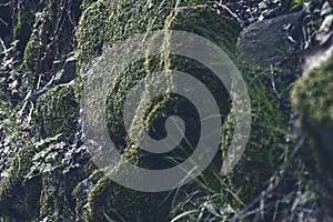 Moss and vegetation in rocks in the mountain photo