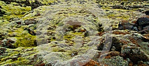 Moss on volcanic rocks in Iceland