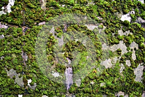 Moss on a wall