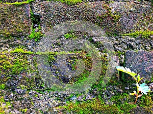 moss on the wall of the house