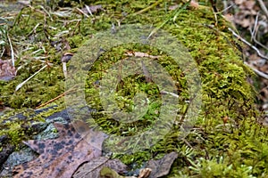 Moss wallpaper in the woods