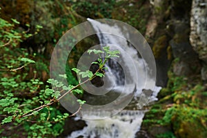 moss, water, brook, leaves, stones, nature, waterfall, landscape, mystery, tree, trunk, broken, bracken.