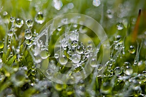 Moss, water, water droplets, dew, rain, soil, plants, humidity, macro, light refraction, small things, morning, morning dew on the