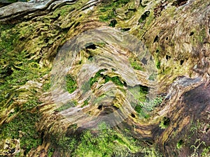 Moss on weathered tree stump