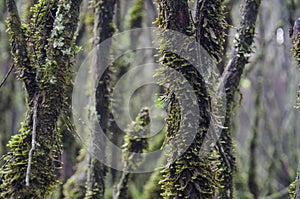 Mist in the mountains