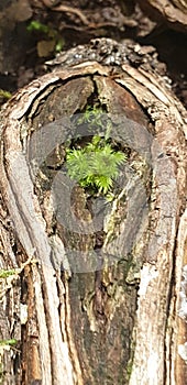 Moss in Wood Finch Hatton Gorge Walk