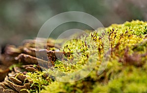 Moss in the woods photo