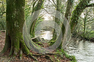 Moss on the woods by the River Fowey