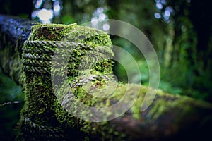 Moss on woods and rope