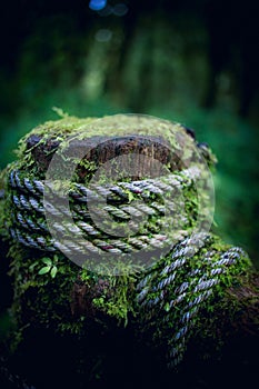 Moss on woods and rope