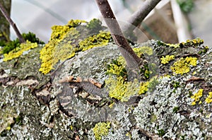 Moss and yellow lichen on a branch photo