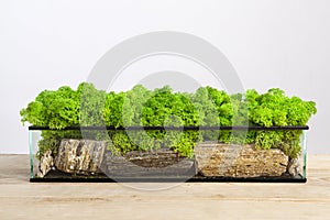 Mossarium - small decoration plants in a glass terrarium.