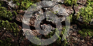 MossCovered Bark Texture Natures Rugged Beauty