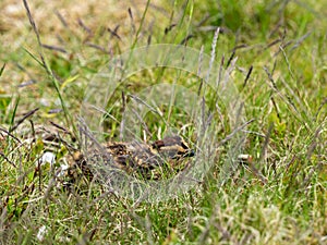 A Red Grouse chick Lagopus lagopus