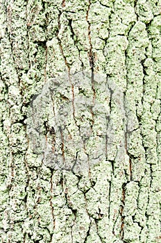 Mossed pine bark
