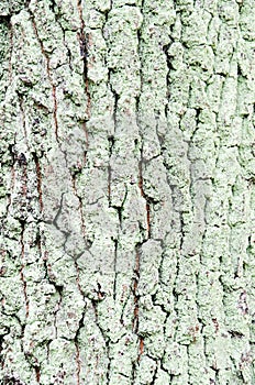 Mossed pine bark branch