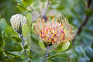 Mossel Bay Pincushion protea