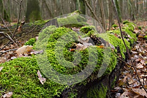 Mosses Bryophyta - a cluster of teloma plants