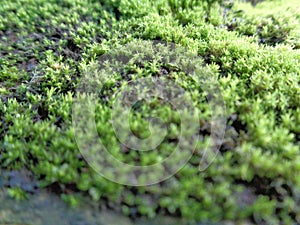 Mosses bryophyte on rocks, they are characteristically limited in size and prefer moist habitats